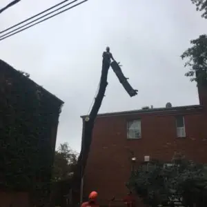 Chicago tree removal