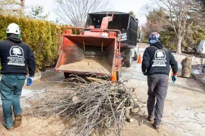 commercial tree removal