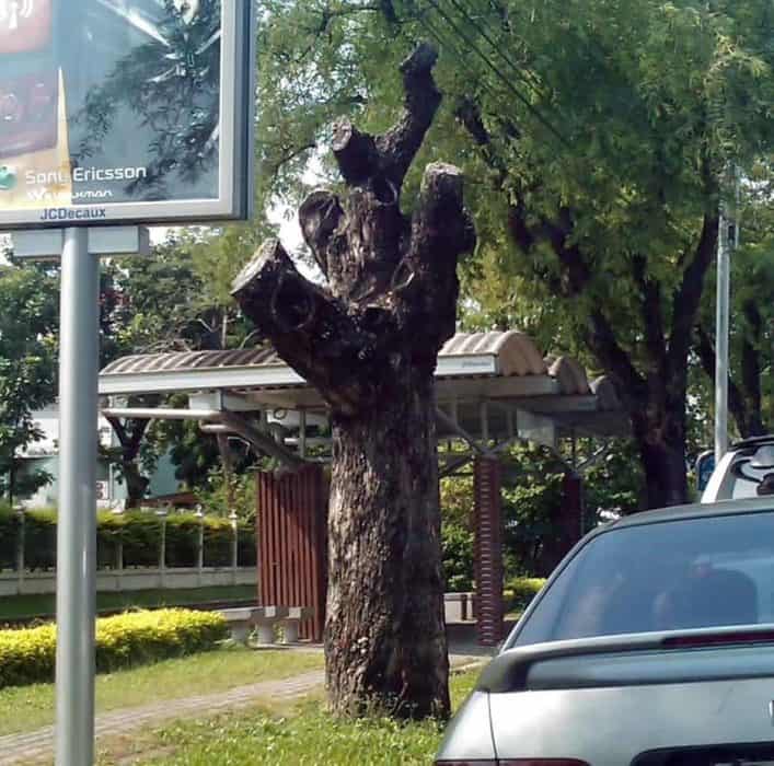 dead topped tree