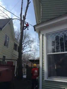 narrow space tree trimming and removal
