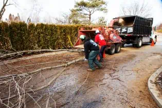 Tree Service Team Work