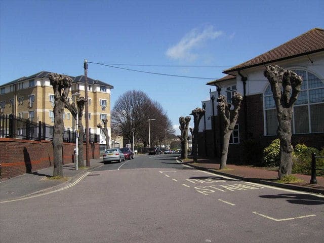 topped trees on a road