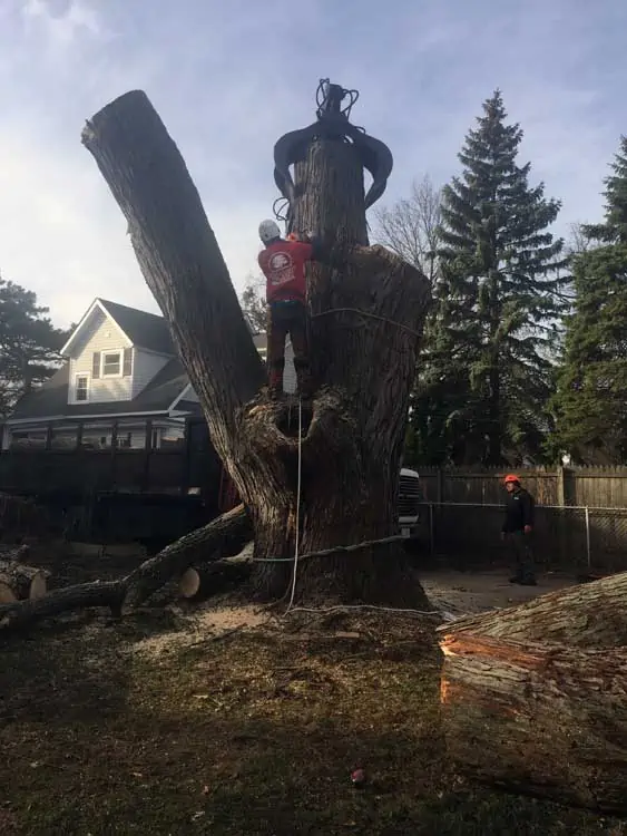 tree cutting & stump removal