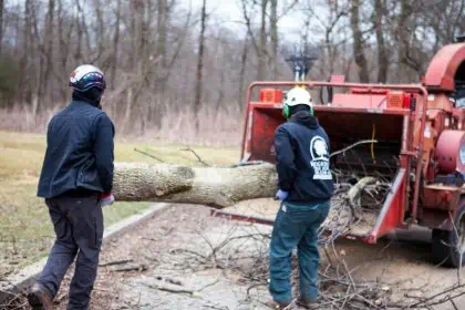 tree mulching by tree experts
