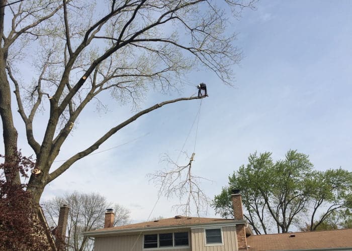 tree pruning in Chicago