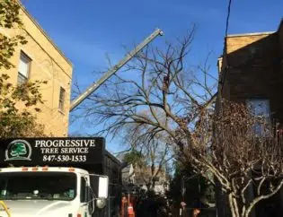 Tree Removal Next To Building