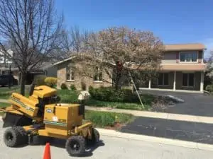 tree shaping Chicago suburbs