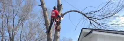 tree trimming climbing