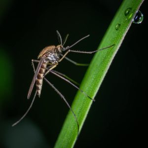 chicago mosquito control