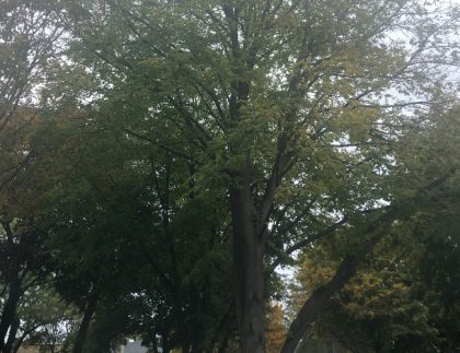 chicago trees