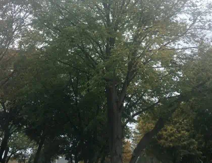 chicago trees