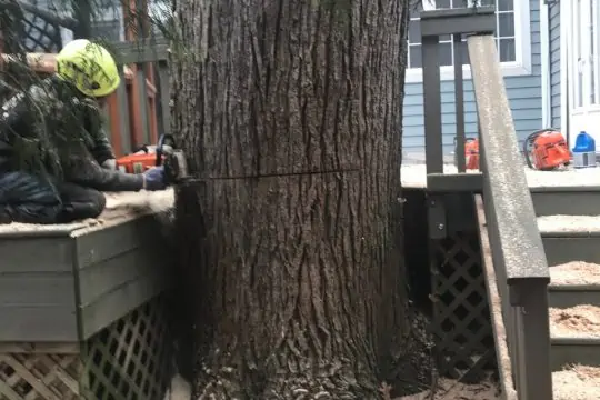 tree removal next to deck