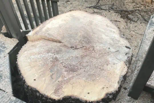 tree stump in wilmette