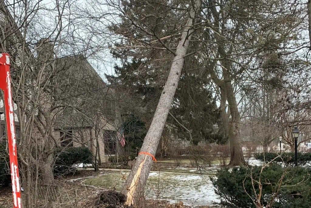 leaning tree close to power cables