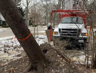 safe uprooted tree removal