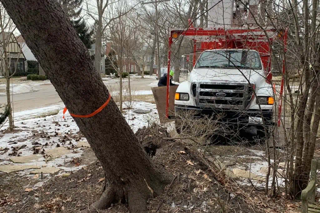 safe uprooted tree removal