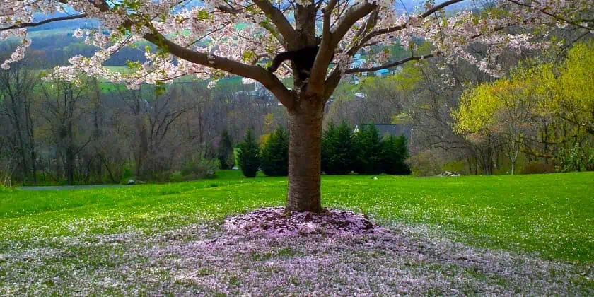 Flowering Spring Tree