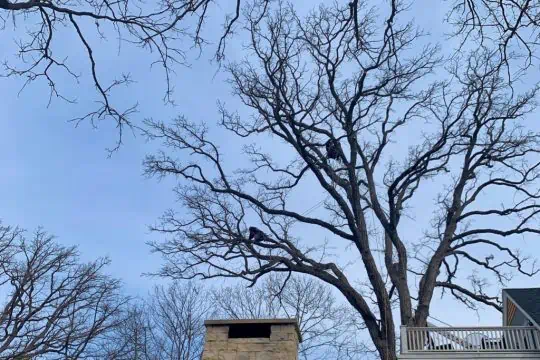 Professional Tree Climbers