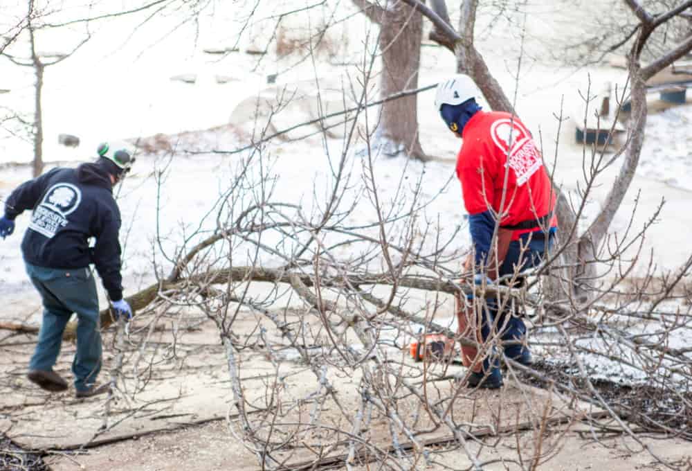 Best Time To Trim Trees In Illinois - Tree Service Near Evanston