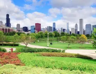 Chicago Urban Trees