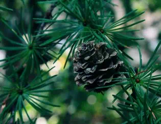 Pruning Evergreen Trees