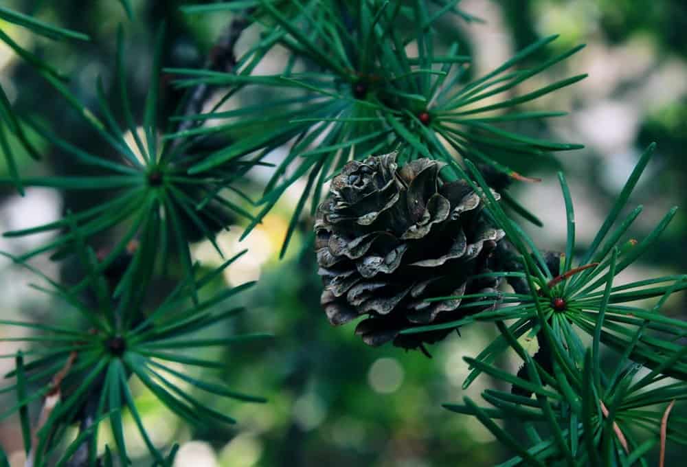 best-time-to-prune-evergreen-trees