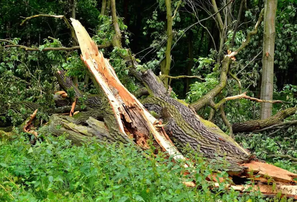Tree Struck By Lightning Struck Tree Care And Prevention 