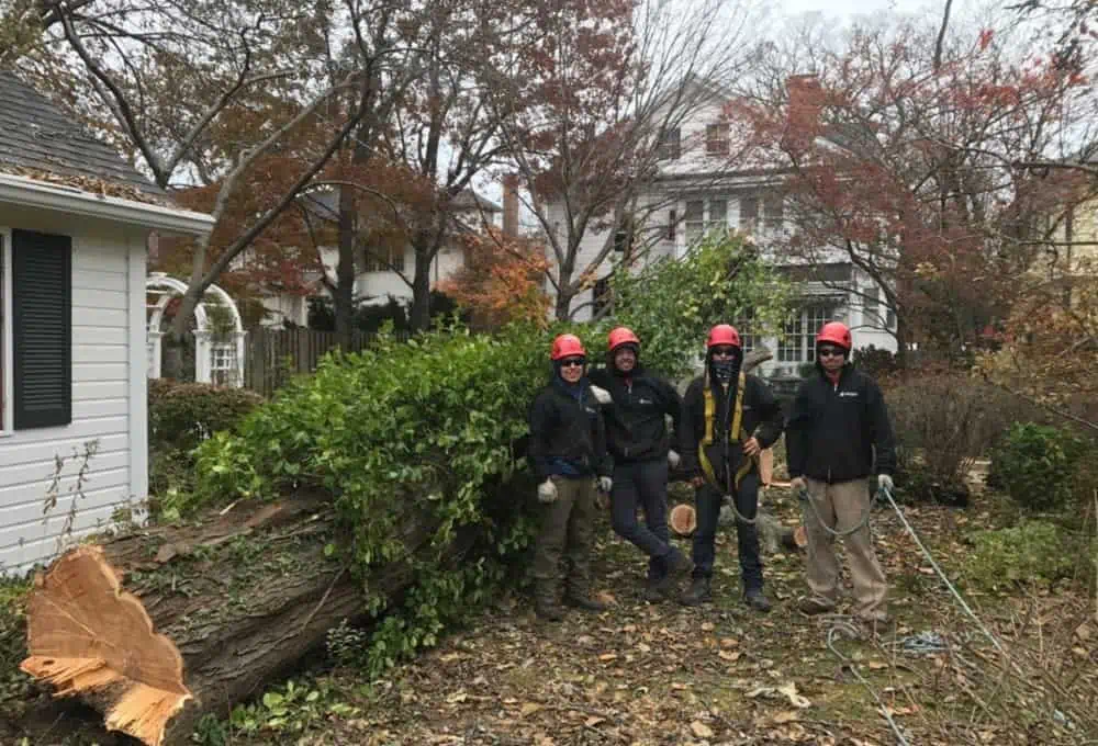 Tree Service Crew