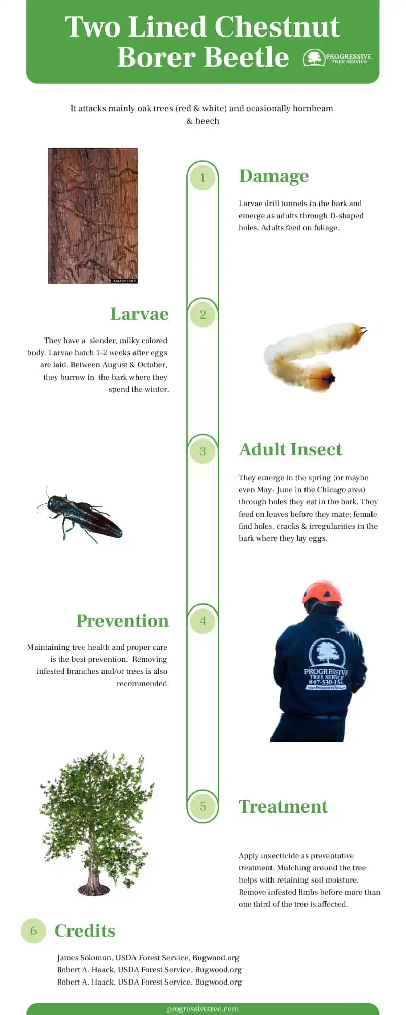 two lined chestnut borer tclb lifecycle & treatment in chicago infographic
