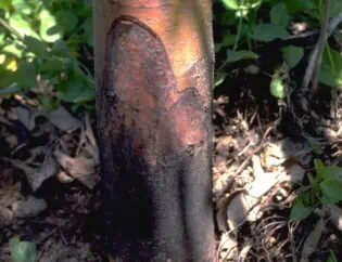 phytophthora root rot prr