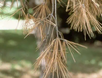 pine wilt nematode disease