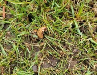 cicada in the grass