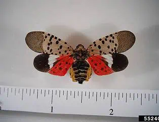 spotted lanternfly