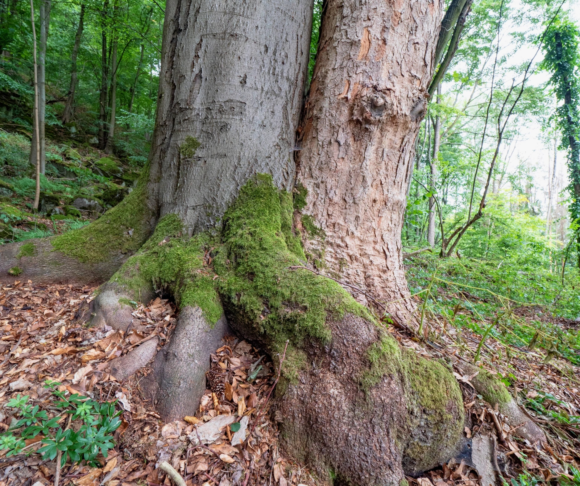 How Tree Roots Affect Sidewalks, Pipes, and Foundations in the Chicago ...